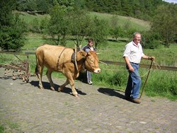 Tag der alten Nutz- und Haustierrassen mit Käsemarkt Tag der alten Nutz- und Haustierrassen mit Käsemarkt