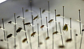 Führung mit Biss > Wo die Wanzen tanzen