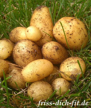 Kartoffelfest in Godensholt