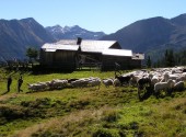 Schafschur und Hoffest im Großarltal