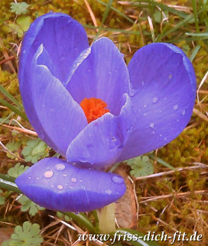 Gartenmesse auf Schloss Schönau 2025