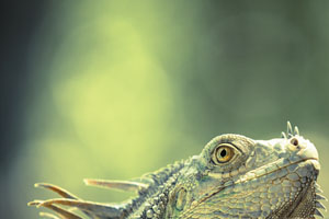 Wildlife Photographer of the Year 2014